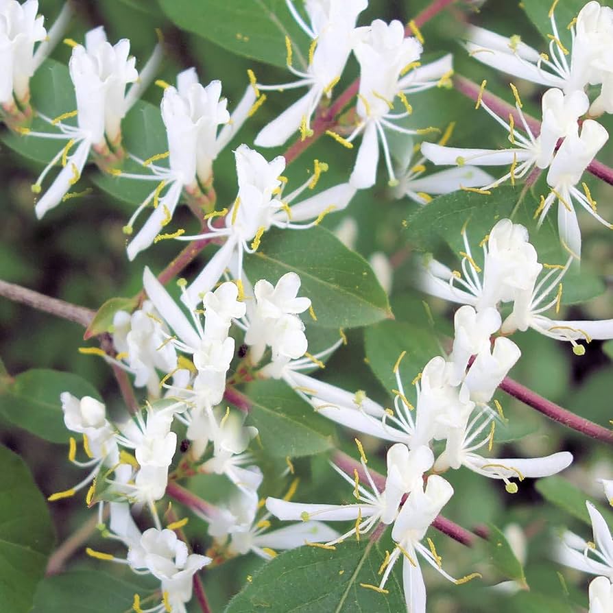 Fly Honeysuckle – White Perennial Climbing Flower Seeds