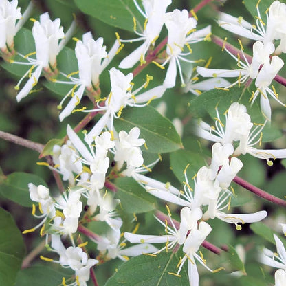 Fly Honeysuckle – White Perennial Climbing Flower Seeds