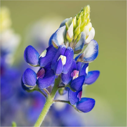 Texas Bluebonnet Lupinus Texensis – Garden Flower Seeds