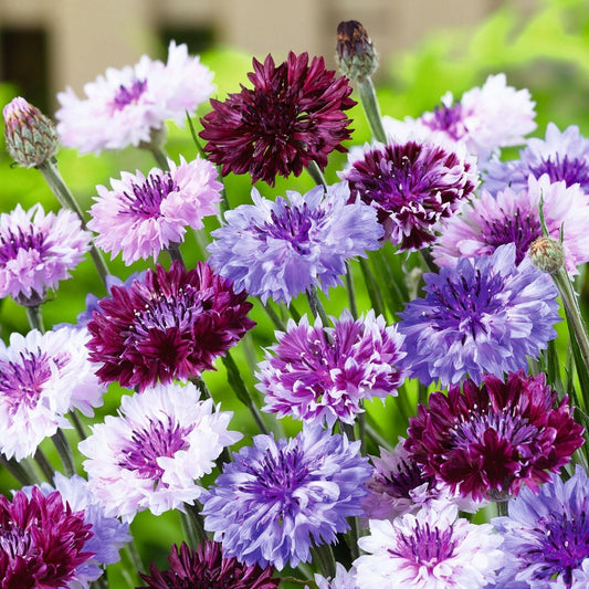Mixed Bachelor Button Cornflower – Tall Garden Flower Seeds