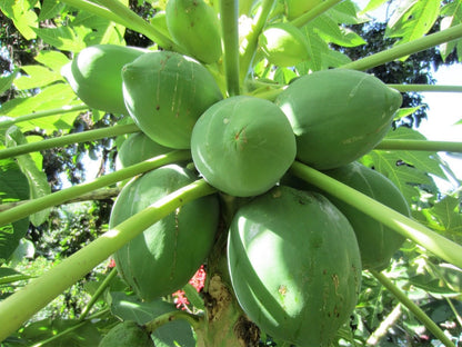 Red Lady Dwarf Papaya Seeds – Compact Early-Bearing Variety for Home Gardens
