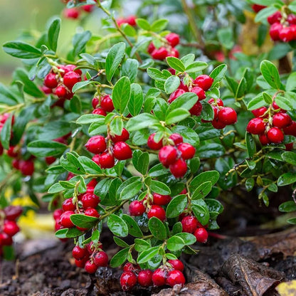 Mountain Cranberry Vaccinum – Perennial Fruit Seeds