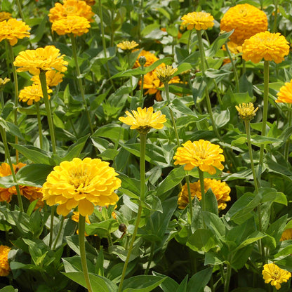 Zinnia Canary Bird Zinnia Elegans – Vibrant Garden Flower Seeds