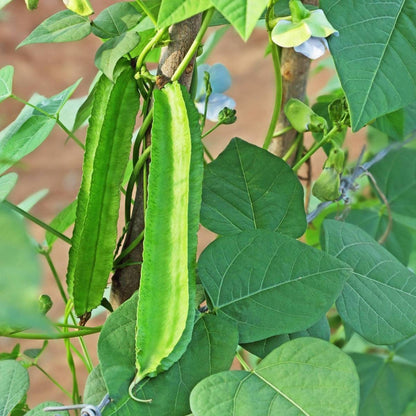 Winged Bean Psophocarpus Tetragonolobus – Nitrogen Fixing Vegetable Seeds