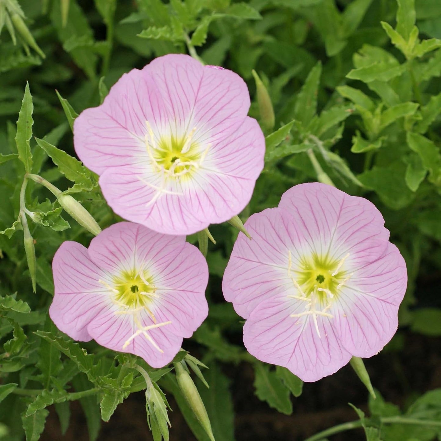 Showy Pink Evening – Perennial Flower Seeds