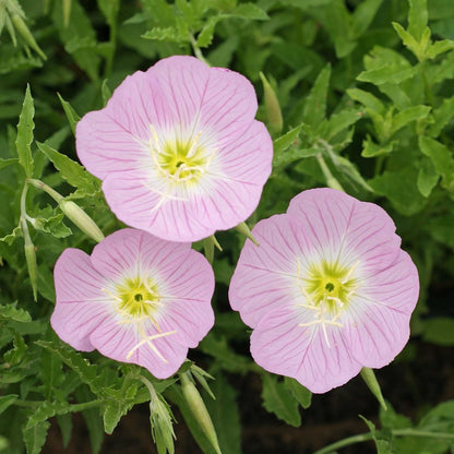 Showy Pink Evening – Perennial Flower Seeds