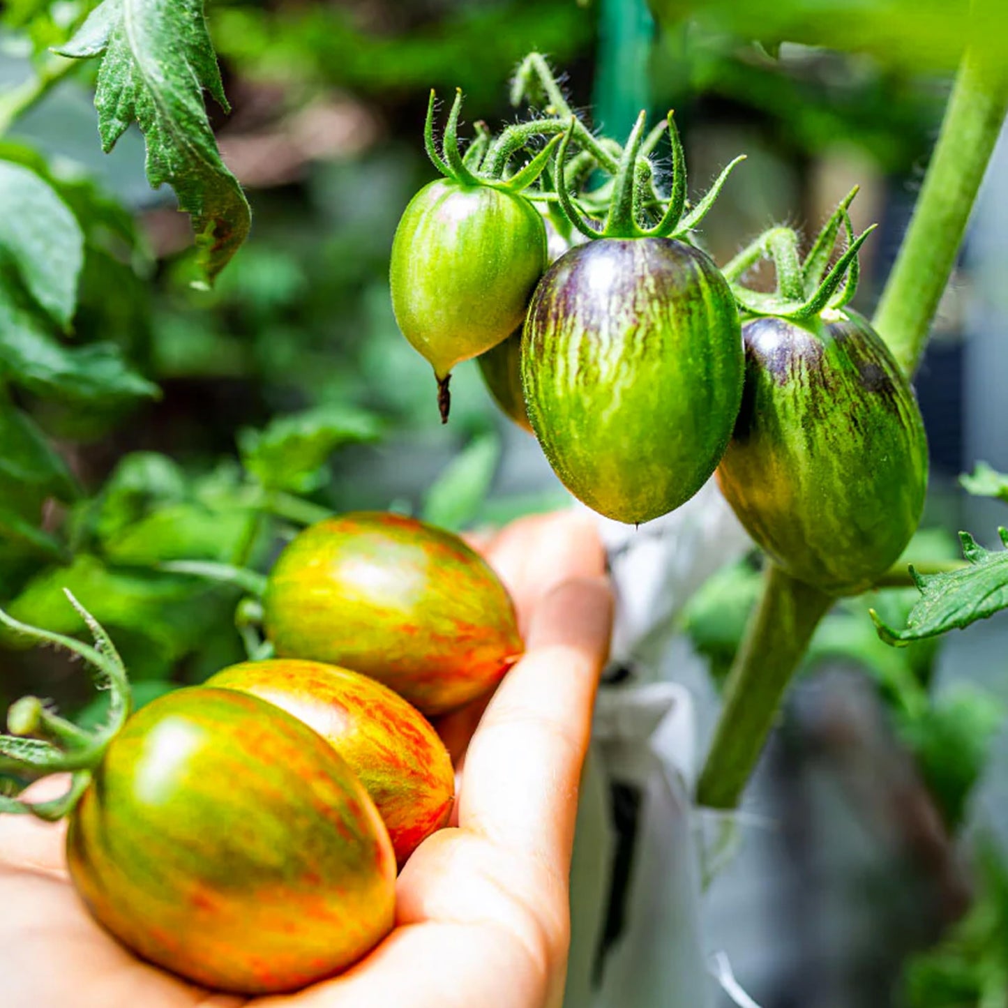 Garden Olive Grape Tomato – Heirloom Vegetable Garden Seeds