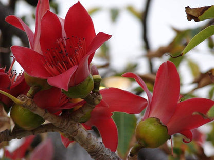 Bombax Ceiba – Red Silk Cotton Tree Seeds