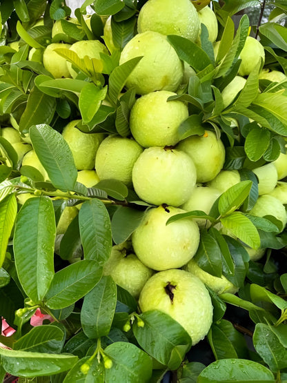 Guava Fruit Bonsai Tree – Hardy Fruit Tree Seeds