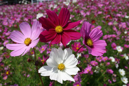 Cosmos Cosmos Bipinnatus – Sensation Mixed Color Flower Seeds