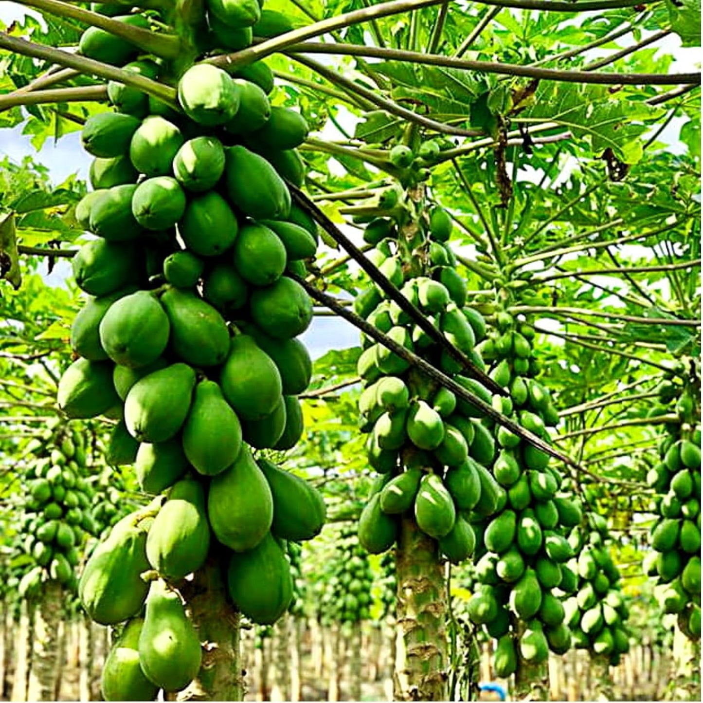 Solo Sunrise Papaya Seeds – Heirloom, Non-GMO, Tropical Fruit Variety for Planting