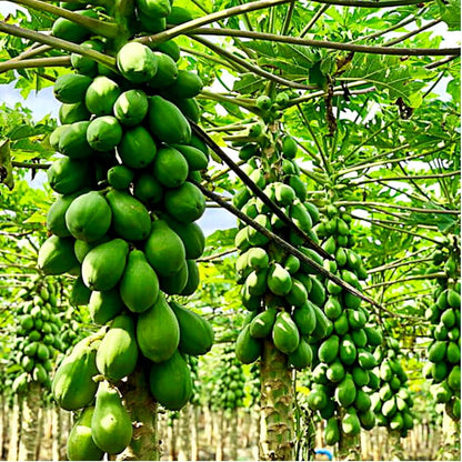 Solo Sunrise Papaya Seeds – Heirloom, Non-GMO, Tropical Fruit Variety for Planting
