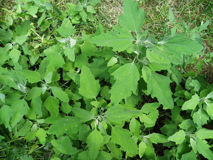 Lambs Quarters Chenopodium Album – Edible Herb Vegetable Seeds