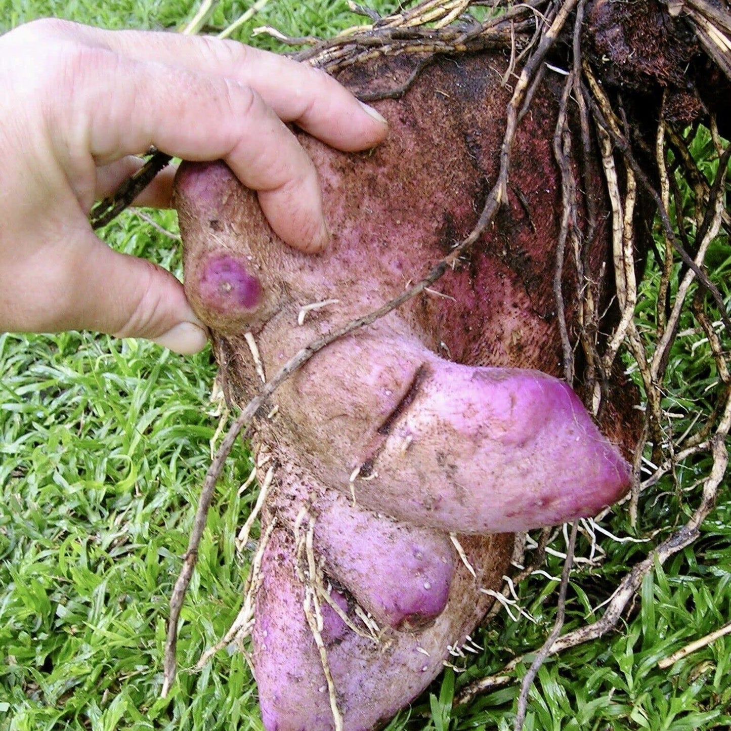 Yam (Dioscorea) Seeds for Planting – Heirloom, Non-GMO, Easy to Grow, Suitable for Outdoor Beds and Kitchen Gardens