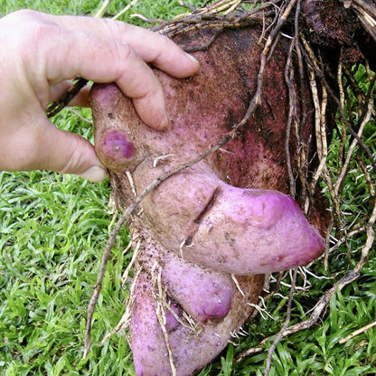 Yam (Dioscorea) Seeds for Planting – Heirloom, Non-GMO, Easy to Grow, Suitable for Outdoor Beds and Kitchen Gardens