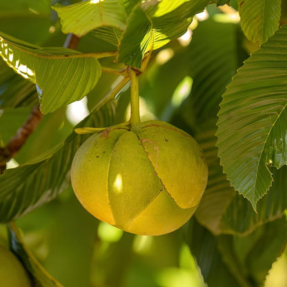 Elephant Apple Dillenia Indica – Edible Fruit Tree Seeds