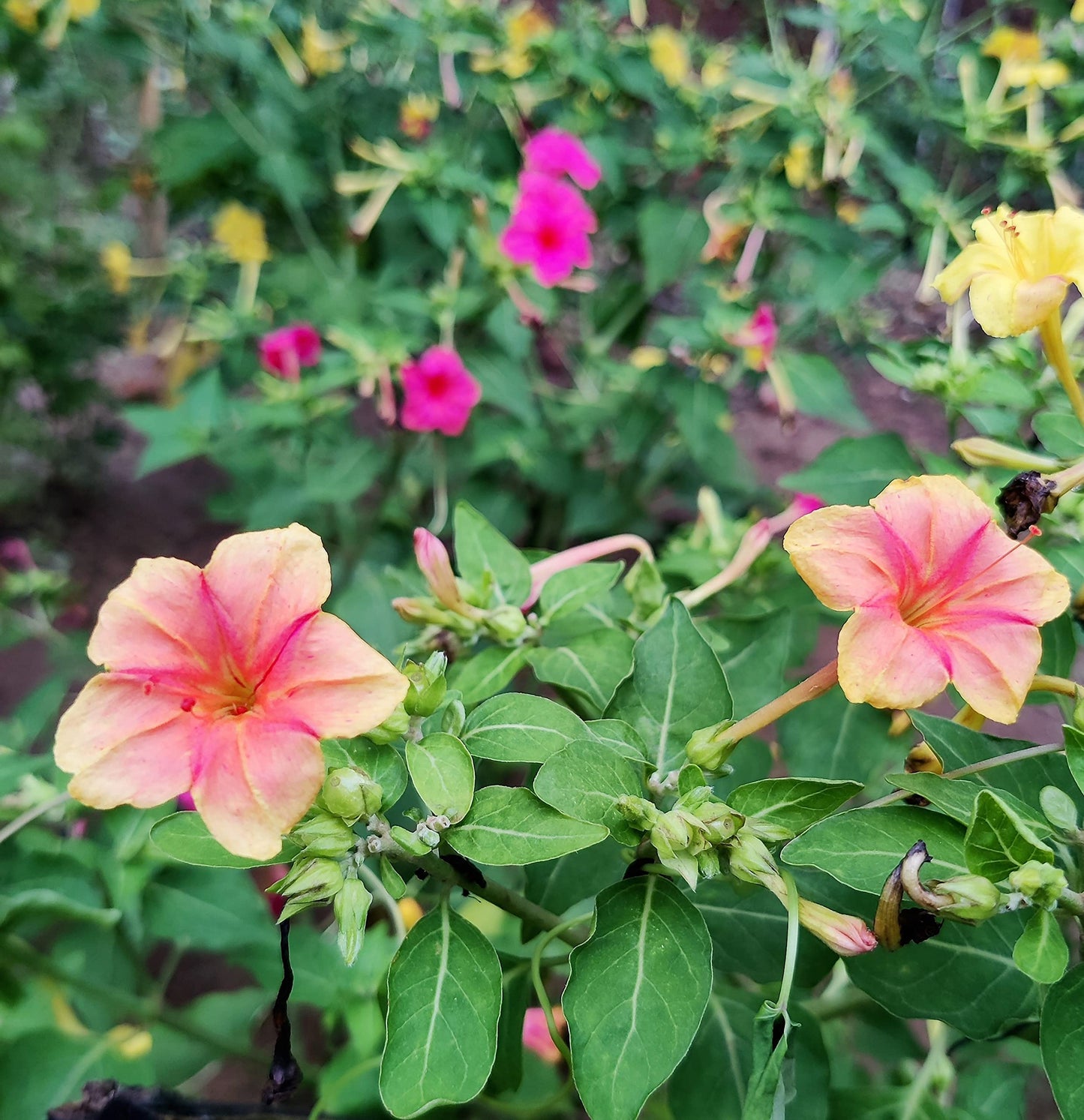 Wildflower Mix Pink – Seasonal Garden Flower Seeds