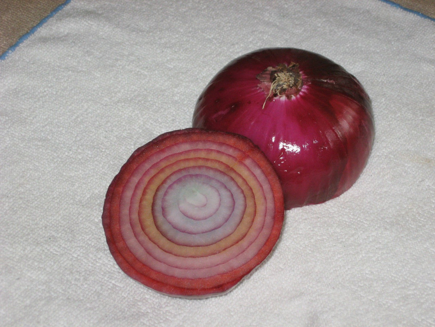 Rare Romanian Rainbow Onion – Garden Vegetable Seeds