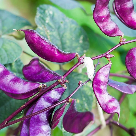Purple Hyacinth Bean – Garden Vegetable Seeds