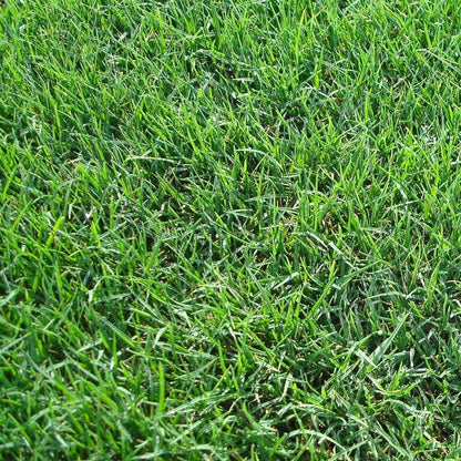 Cynodon Dactylon Grass Seeds - Bermuda Grass - Devil’s Grass - Couch Grass | Fast-Growing Lawn & Ground Cover