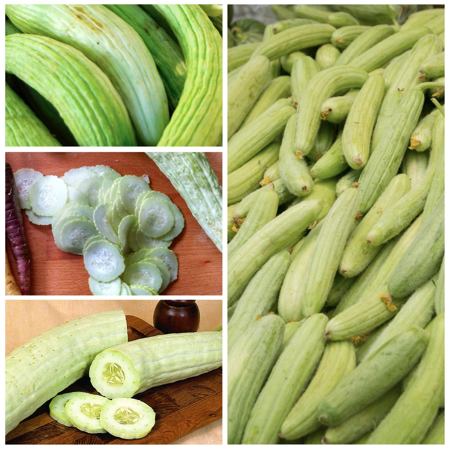 Cucumber Armenian Yard-Long Seeds – Long Ribbed Fruits, Heat Tolerant Variety