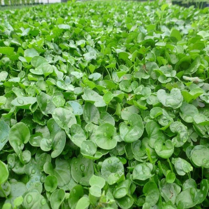 Dichondra Repens (Kidney Weed) Seeds for Planting – Heirloom, Non-GMO, Evergreen, Easy to Grow, Groundcover Variety