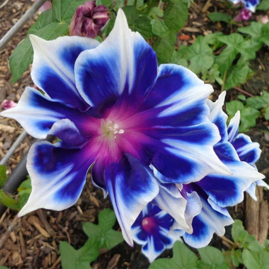 Blue Pharaoh Japanese Morning Glory Ipomoea – Climbing Flower Seeds