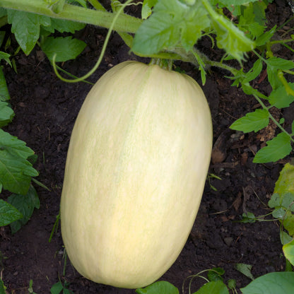 Spaghetti Squash – Climbing Vegetable Seeds