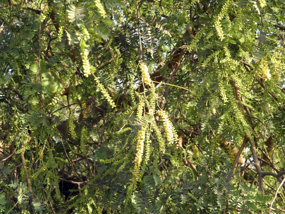 Prosopis Cineraria – Khejri Evergreen Tree Seeds