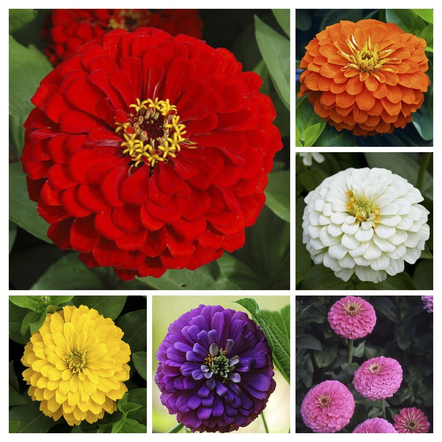 Mixed Colors Scabiosa Zinnia Elegans Red Pink Purple Yellow Flower Seeds