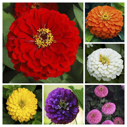 Mixed Colors Scabiosa Zinnia Elegans Red Pink Purple Yellow Flower Seeds