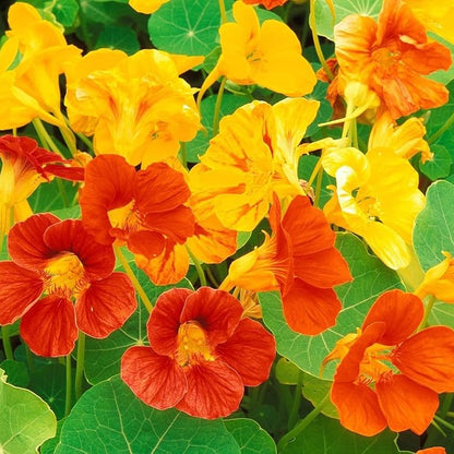 Jewel Nasturtium Flower – Mixed, Annual Flower Seeds