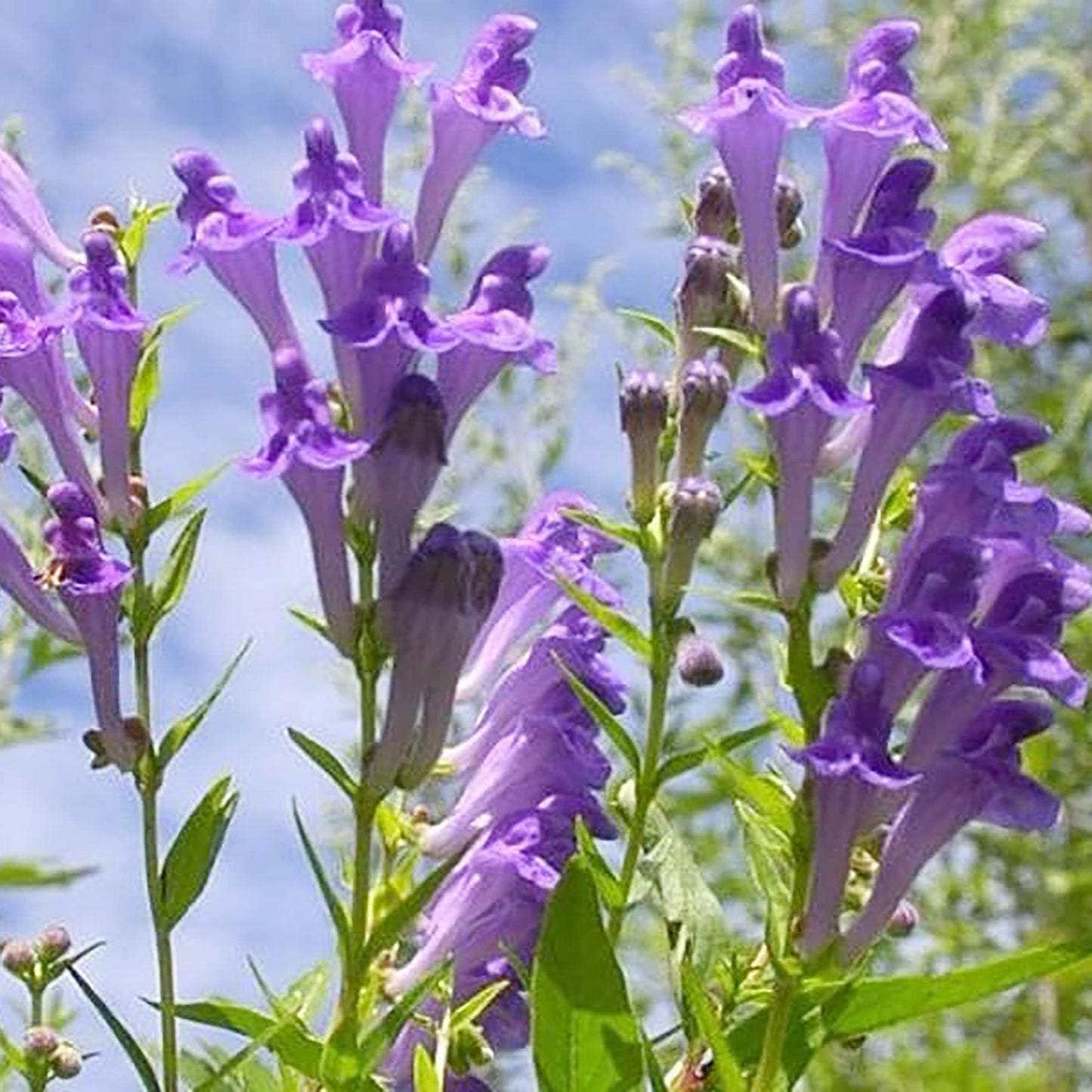 Scutellaria Baicalensis – Baikal Skullcap Perennial Herb Seeds