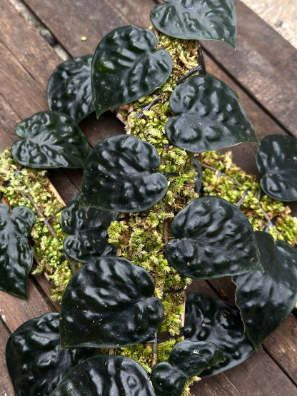 Black Mamba Scindapsus – Indoor Climbing Foliage Plant Seeds