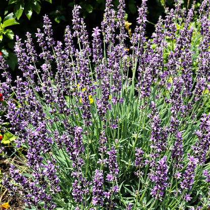 Red Lavender Perennial – Perennial Herb Seeds