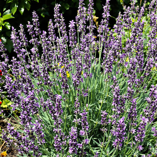 Red Lavender Perennial – Perennial Herb Seeds