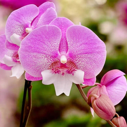 Phalaenopsis Orchid – Perennial Garden Bonsai Flower Seeds