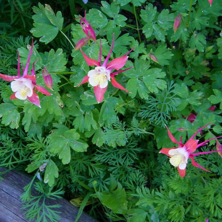 Caerulea Rose Queen – Perennial Flower Seeds