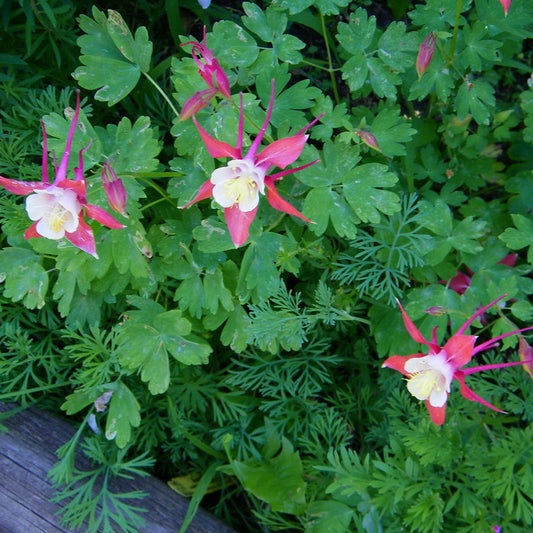 Caerulea Rose Queen – Perennial Flower Seeds