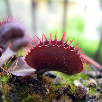 Venus Flytrap ‘Akai Ryu’ Seeds – Heirloom, Non-GMO, Carnivorous Plant Variety