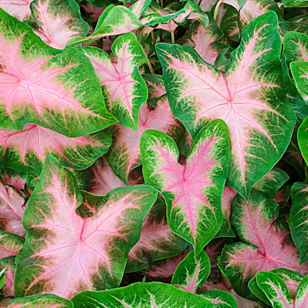 Kathleen Caladium Seeds For Planting Perennial Hosta Elephant Ears