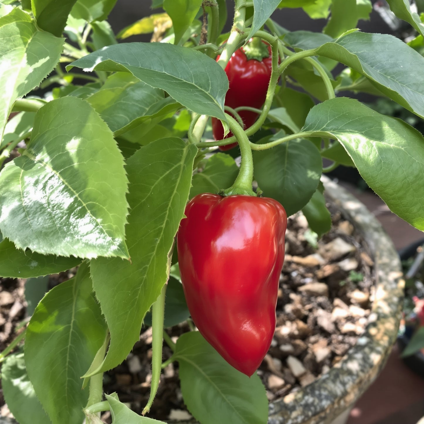 Red Manzano Pepper – Garden Vegetable Seeds