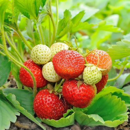 Everbearing Strawberry – Vegetable Seeds