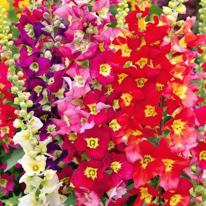 Snapdragon Antirrhinum Dark – Mixed, Annual Flower Seeds