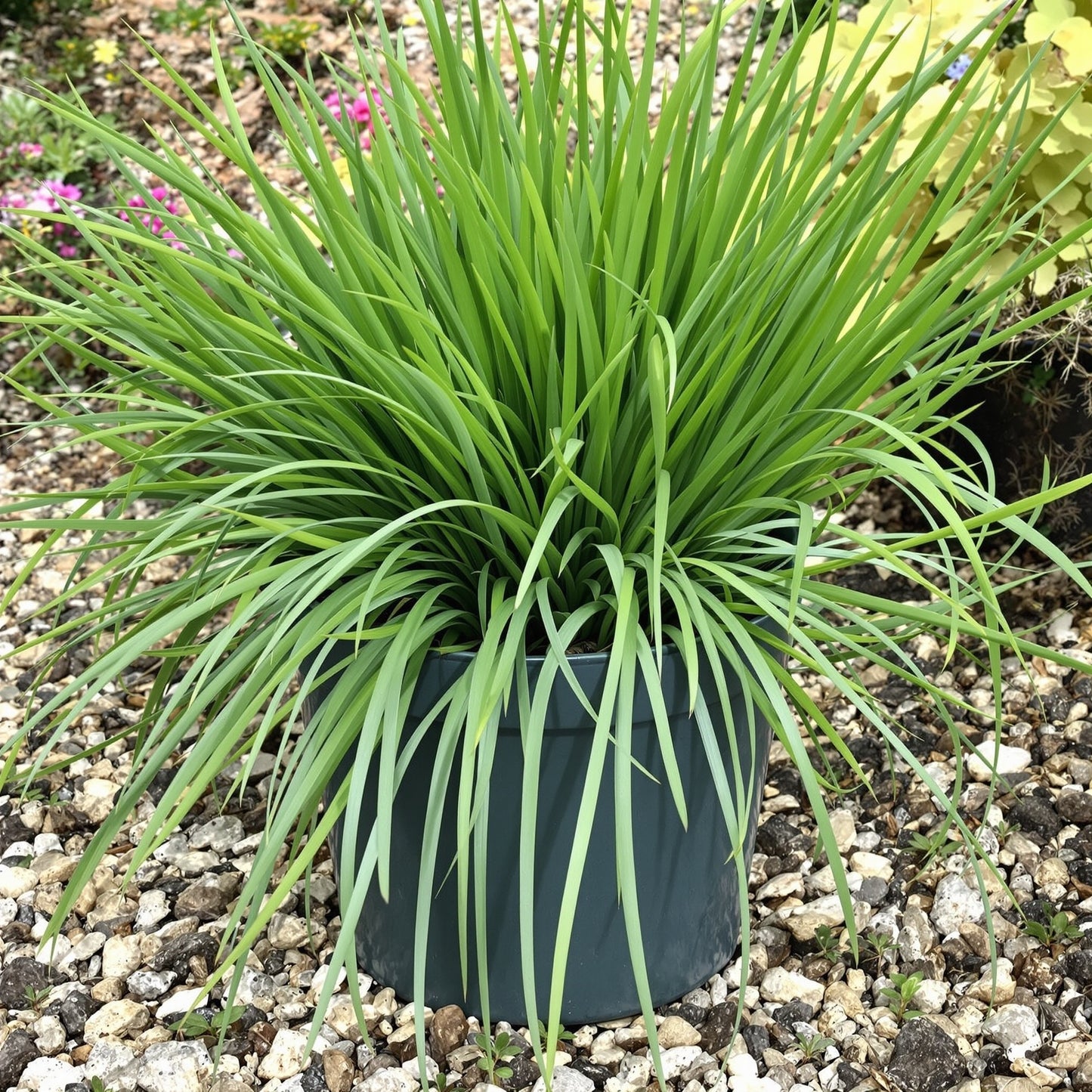 Garlic Chives Seeds – Garden Vegetable Seeds