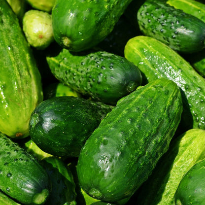 Cucumber Spacemaster Compact Bush Vegetable Seeds