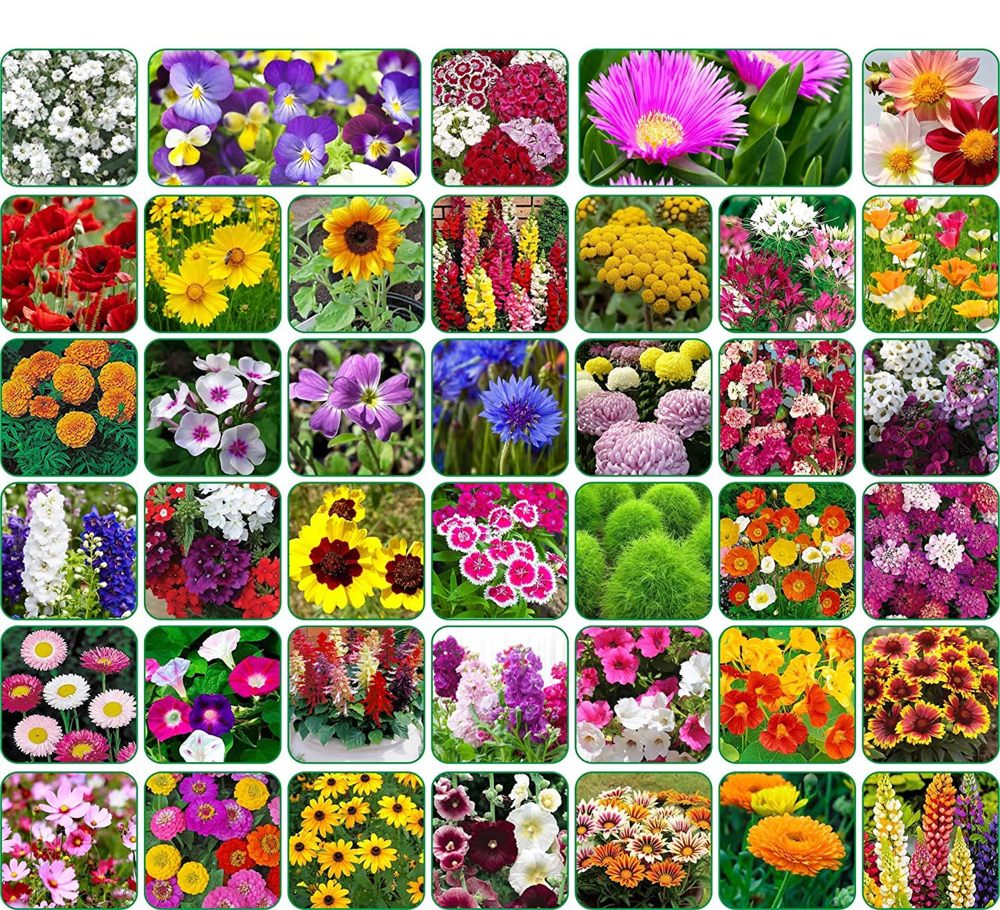 Valley Green Flower Seed Pack – Mixed Garden Flower Seeds