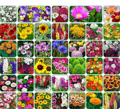 Valley Green Flower Seed Pack – Mixed Garden Flower Seeds