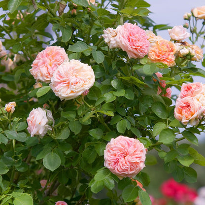 Pink Rose Perennial Flower Seeds