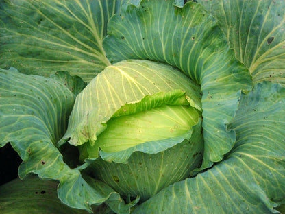 Late Flat Dutch – Garden Vegetable Seeds
